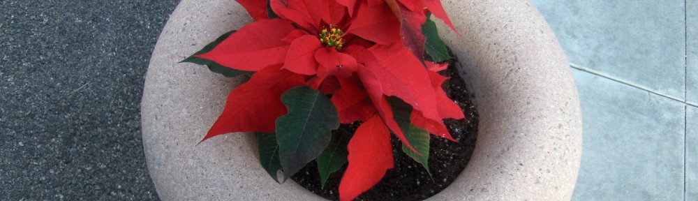 Red poinsettia with green leaves in a white circular pot in a plaza