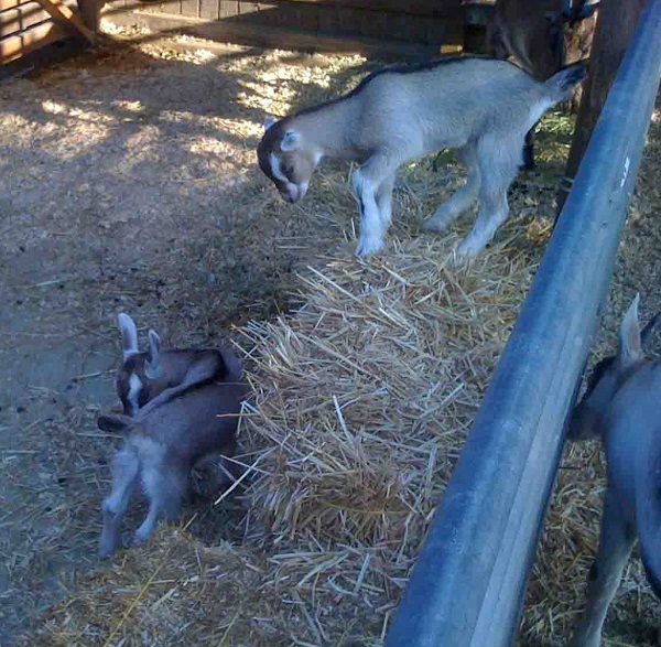 twin goats1