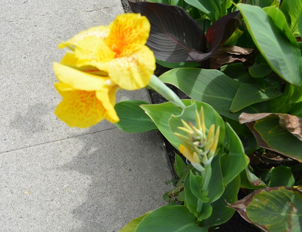 Yellow flowers bloom next to a pavement