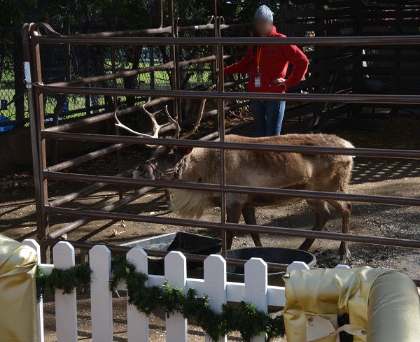 Zoo volunteer stands behind an antlered reindeer in her pen