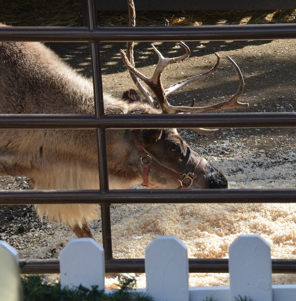 Reindeer in pen at Los Angeles Zoo