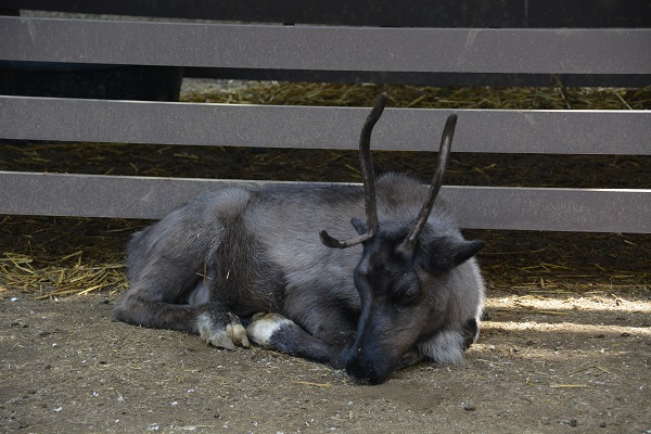 Reindeer lying down in pen at Los Angeles Zoo