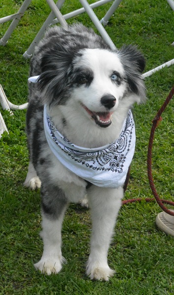 black-and-white border collie with blue eyes