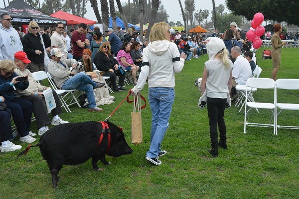 potbellied pig on a leash with a red bow on her tail