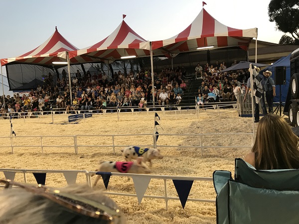 pig races at OC Fair