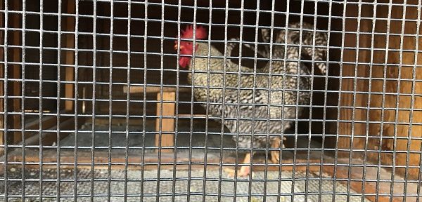 Speckled rooster at the OC Fair