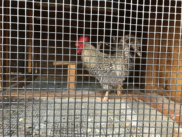 Speckled rooster at the OC Fair