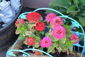 Zinnias in Pipe and Thimble's garden