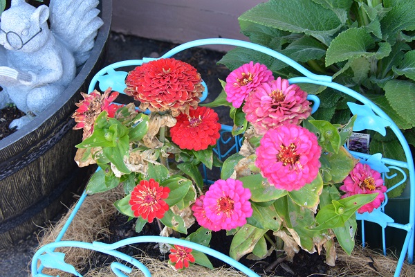 Zinnias in Pipe and Thimble's garden