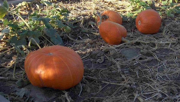 Ripe pumpkins in a field