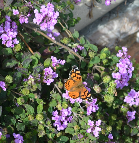 Orange monarch butterfly perched in purple flowers