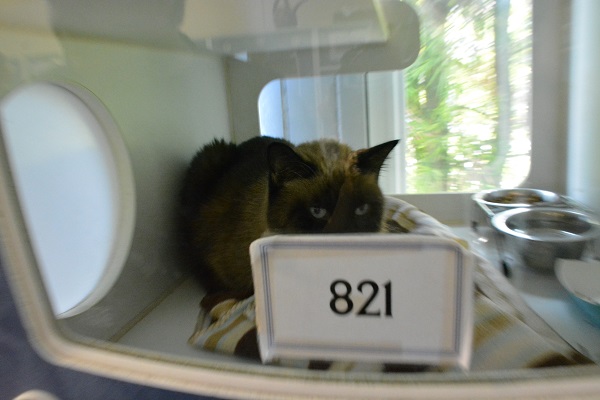 Chocolate Siamese cat in cage at Long Beach ACS