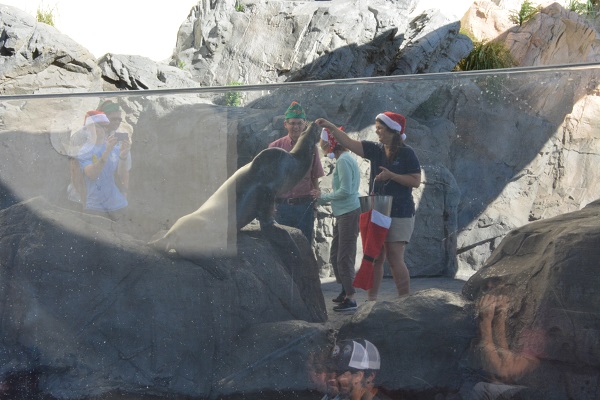 Staffer in a Santa hat feeds Harpo the sea lion