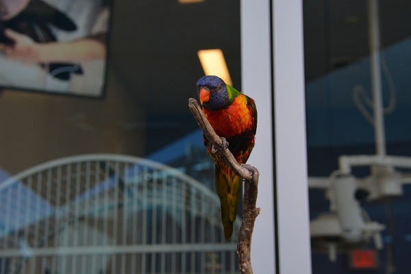 Kyle the rainbow lorikeet perches on a branch