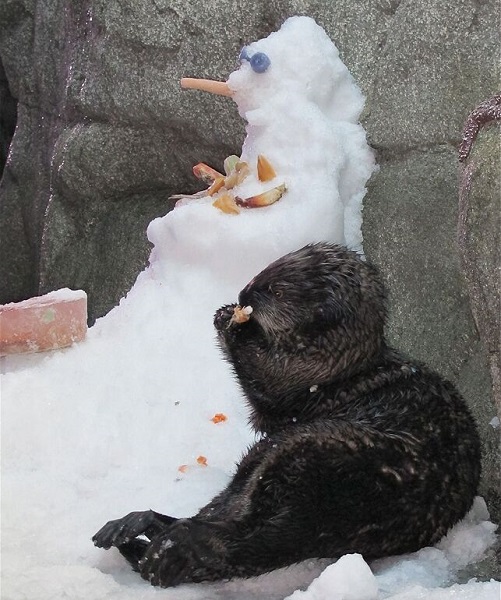 Otter enjoys a Christmas treat next to a snoawman