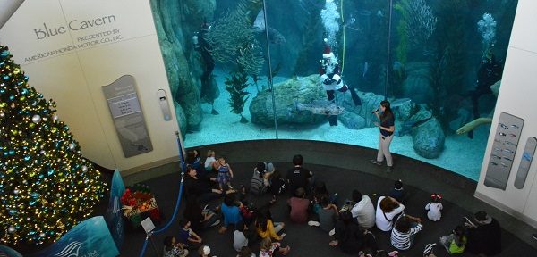 Santa Diver captivates crowd from Blue Cavern tank