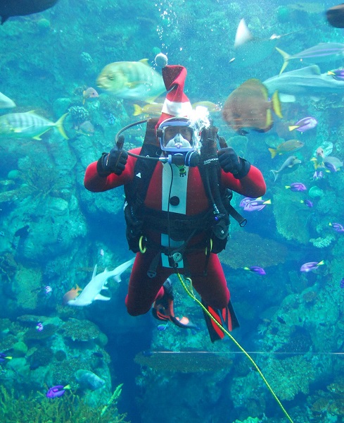 Santa Diver in tank at Aquarium of the Pacific