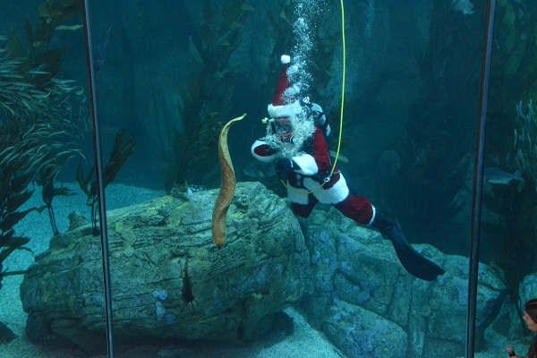 Santa Diver points out moray eel in Blue Cavern diving area