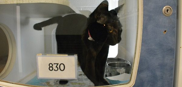 balck cat brushes up against glass of his cage