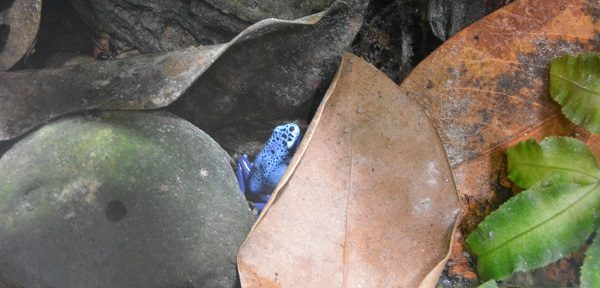 Tiny blue Brazilian frog among lieaves