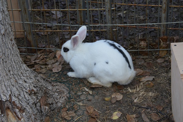 white rabbit with black stripe in Long Beach Animal Care Services rabbit barn