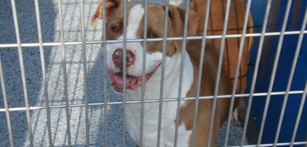 brown and white dog with friendly expression behind bars
