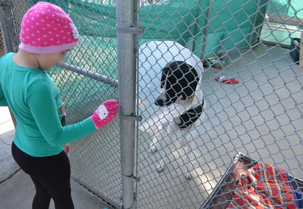 child in a pink cap feeds treats to a black and white dog