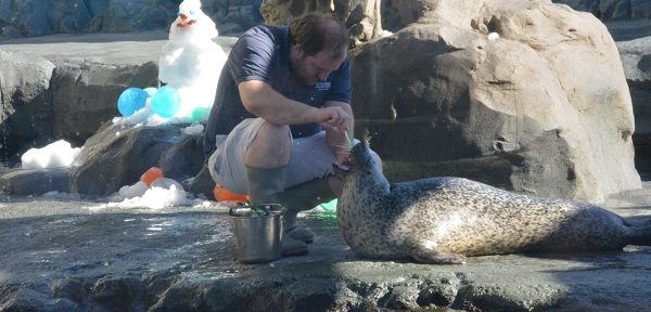 Staffer brushes a harbor seal's teeth in the sea lion area of the Aquarium