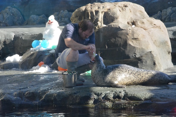 Staffer brushes a harbor seal's teeth in the sea lion area of the Aquarium