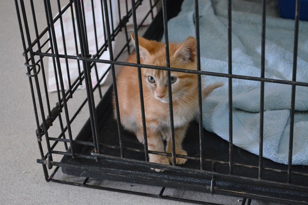 Orange kitten in a shelter cage