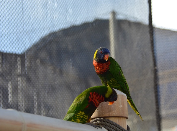 Two lorikeets perch on a wooden rail near their habitat's screening