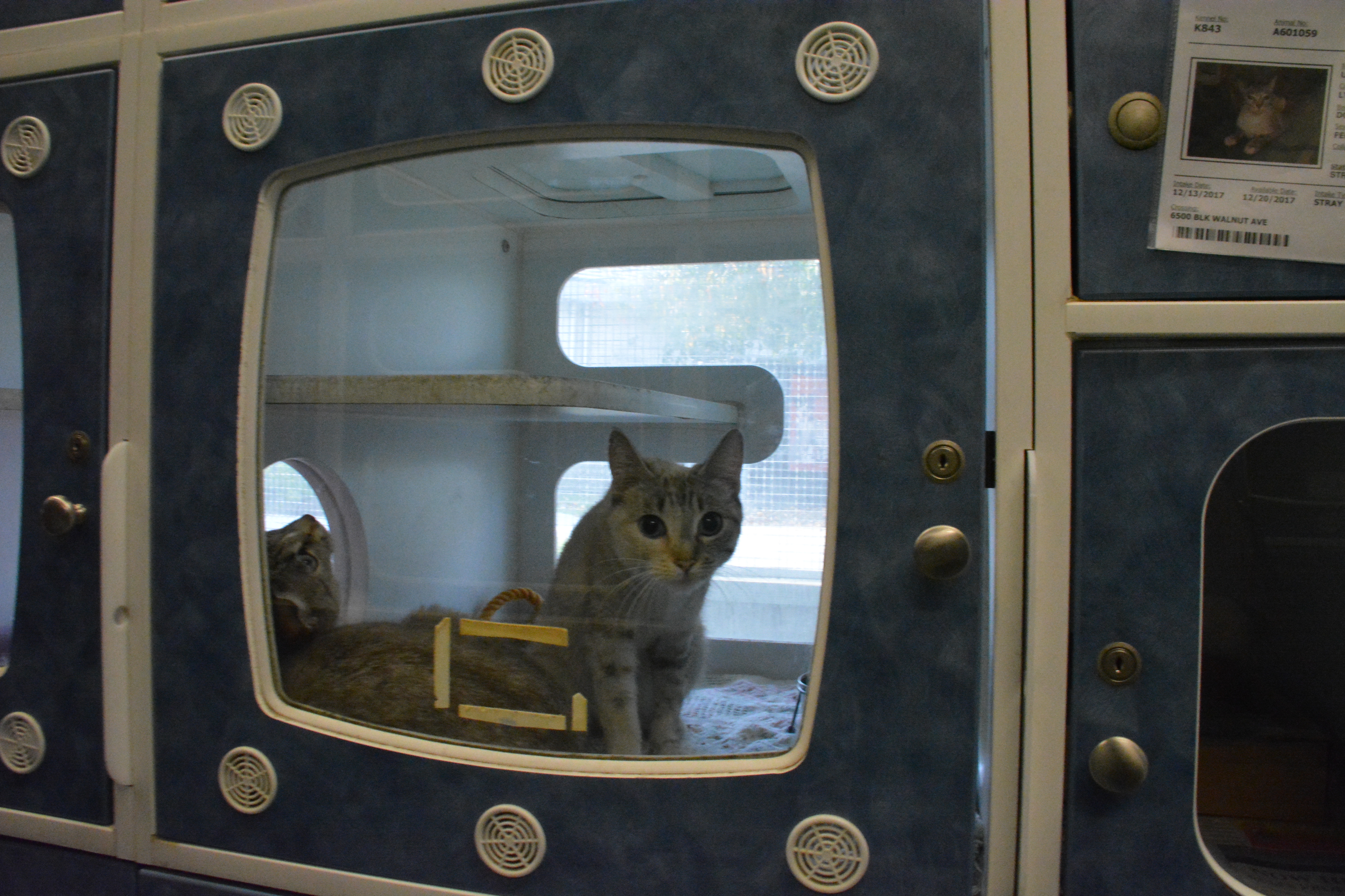 Lynx point Siamese cat in a shelter cage with a cat tree