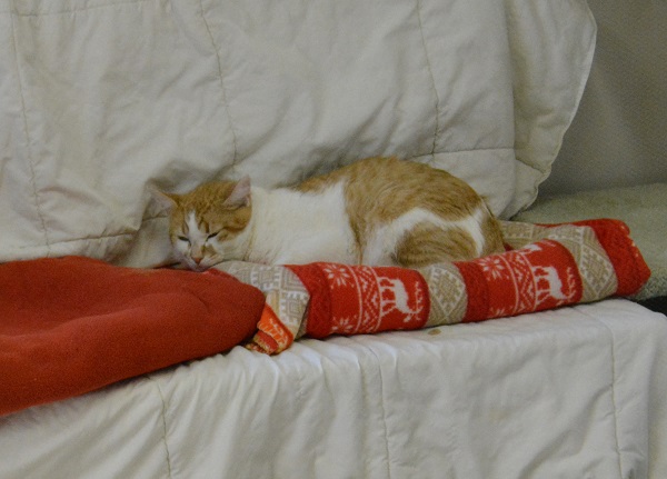Orange cat curled up on cushions in eal Beach Animal Care Center