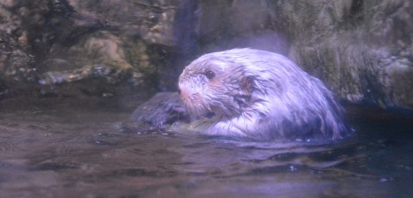 Otter pokes its head up from water in its Aquarium habitat