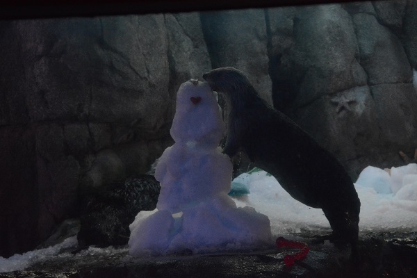Otter gets treats from snowman