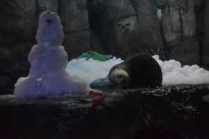 An otter with treats in his mouth near an ice-sculpture "snowman" in his tank