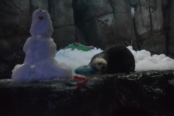 Otter with treat in his mouth near snowman
