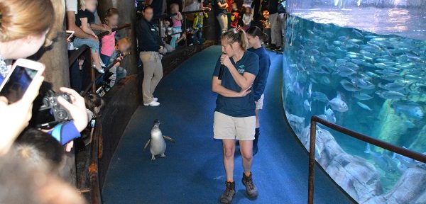 six-month-old penguin walks down carpeted hall ffor a capacity crowd