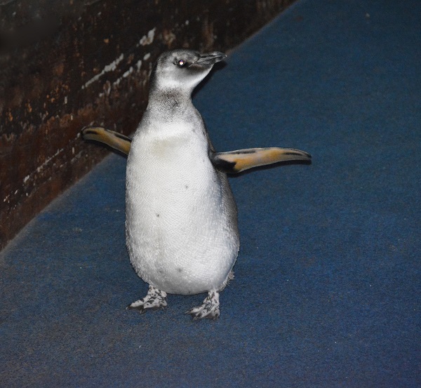 penguin spreads his wings