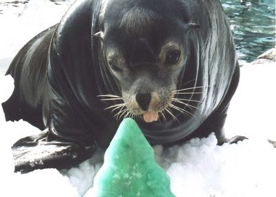 Sea lion eats a green Christmas-tree-shaped ice treat in his habitat