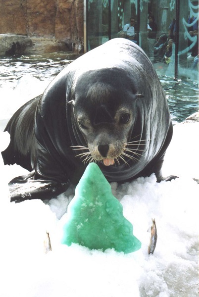 Sea lion eats a green Christmas-tree-shaped ice treat in his habitat