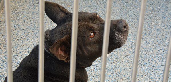 black dog looks soulfully from behind thte bars of his cage at Long Beach ACS