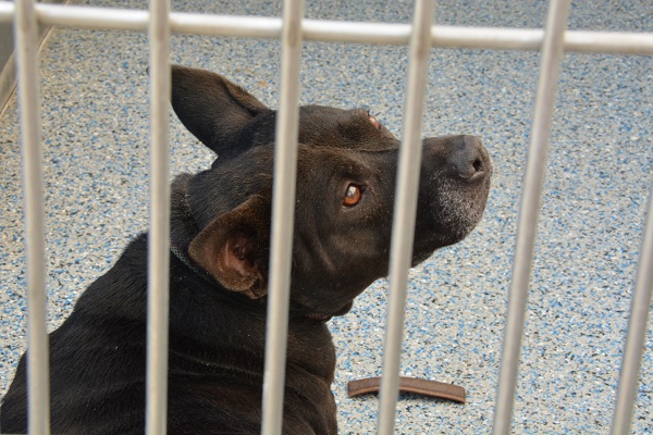 black dog looks soulfully from behind thte bars of his cage at Long Beach ACS