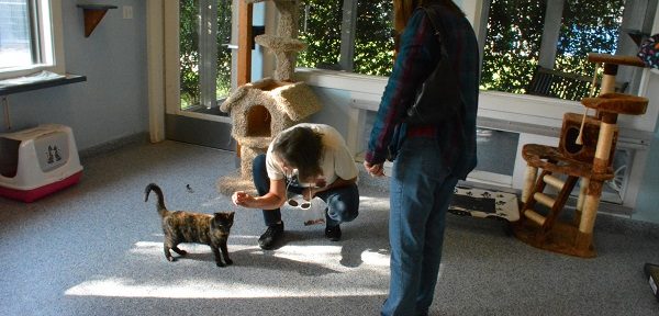 Two volunteers play with a calico cat