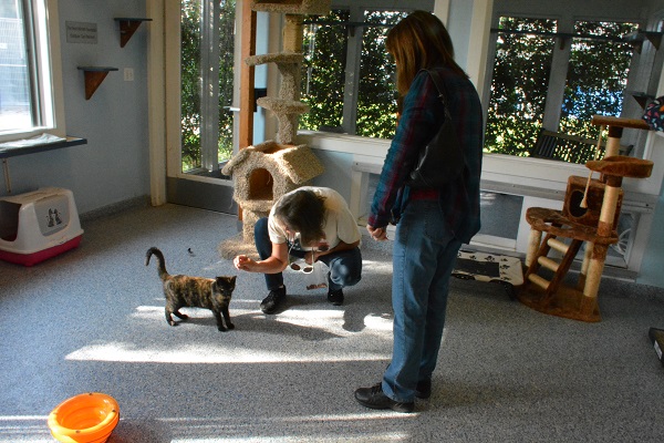 Two volunteers play with a calico cat