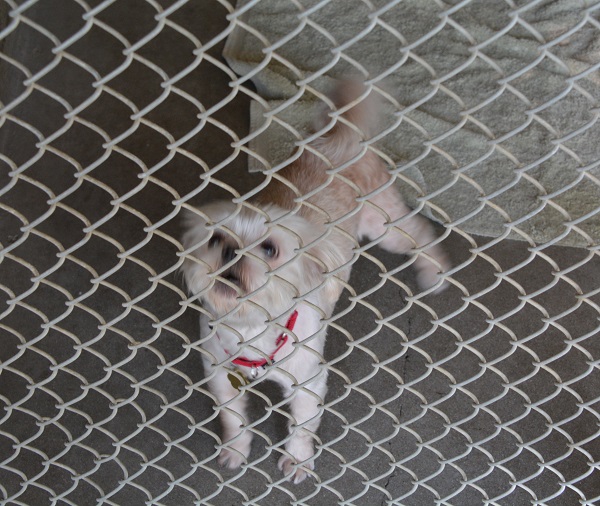 white dog in Seal Beach Animal Care Services pen