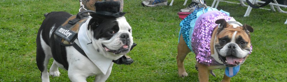 bulldogs dress in a top hat and a spangly costume on leashes, walking on the grass