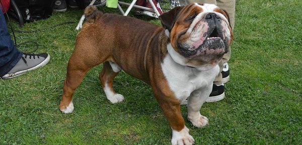 brown-and white bulldog "sings" as he stands at attention on his leash