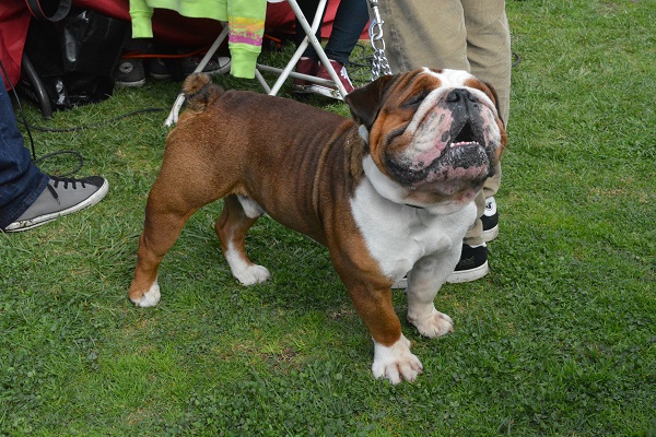brown-and white bulldog "sings" as he stands at attention on his leash