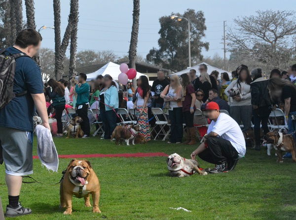 two competitors with bulldogs on leashes in grassy park area with tents in background